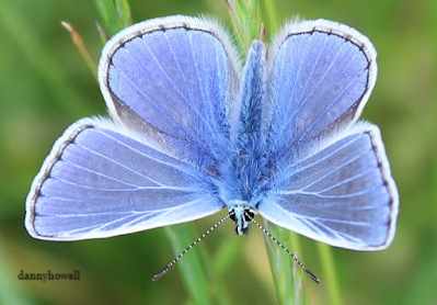 common blue butterfly at boreham