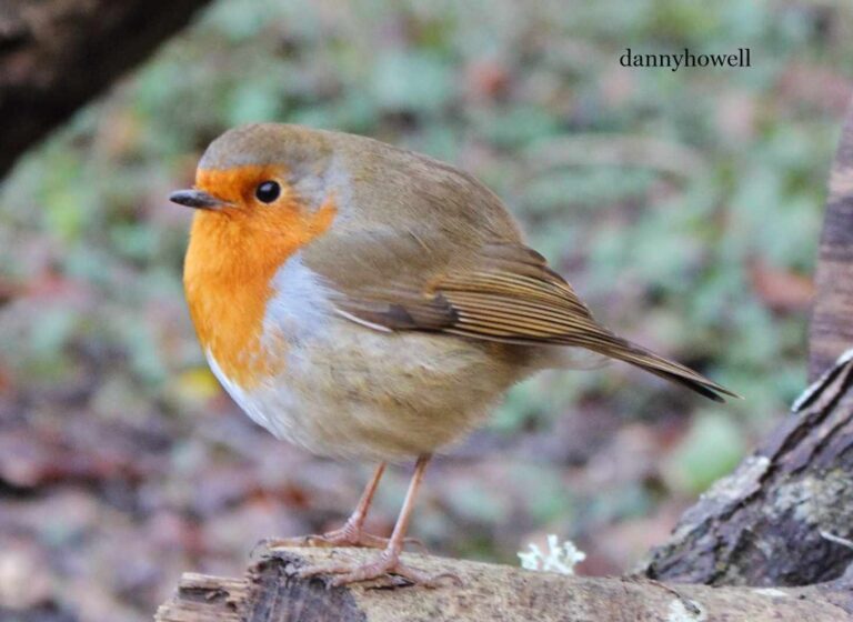 robin at the weirs bishopstrow