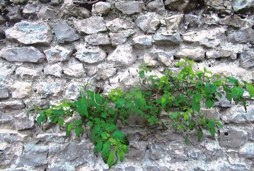 rubble stone wall