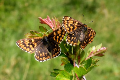 duke of burgundy battlesbury 07 05 21 by jeremy cuff