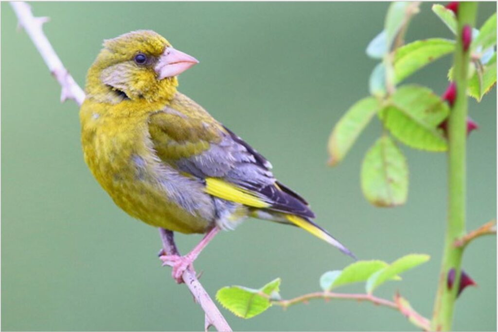 greenfinch
