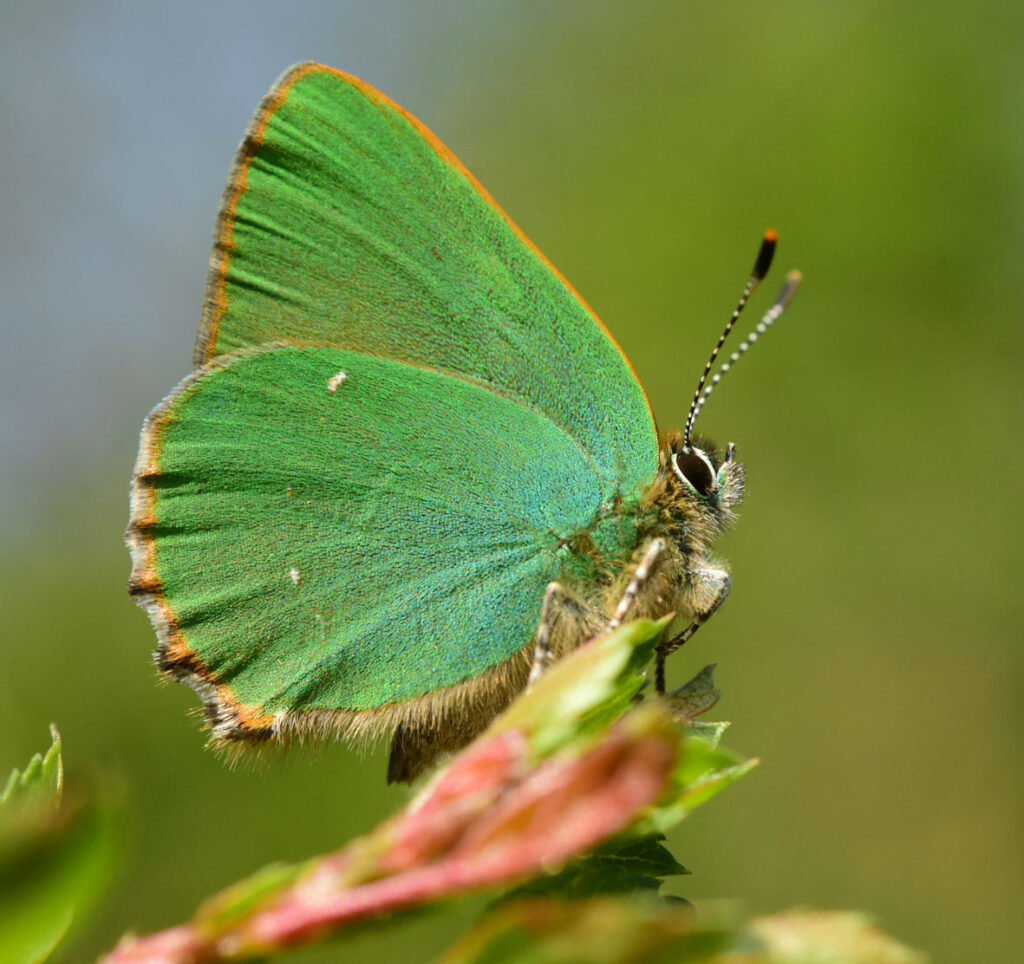 uk butterflies by jeremy cuff 1430