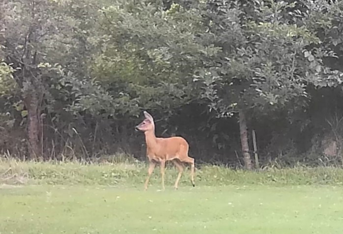 There’s something truly special just beyond my back garden deer at home farm