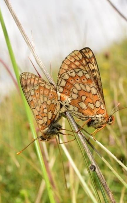 A wildlife spectacle close to where we live mfrit2
