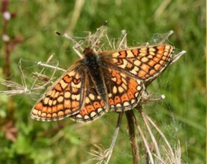 A wildlife spectacle close to where we live mfrit3