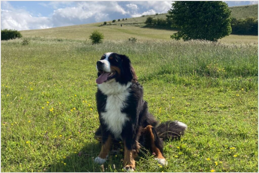 bax
