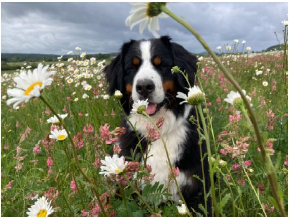 baxflowers