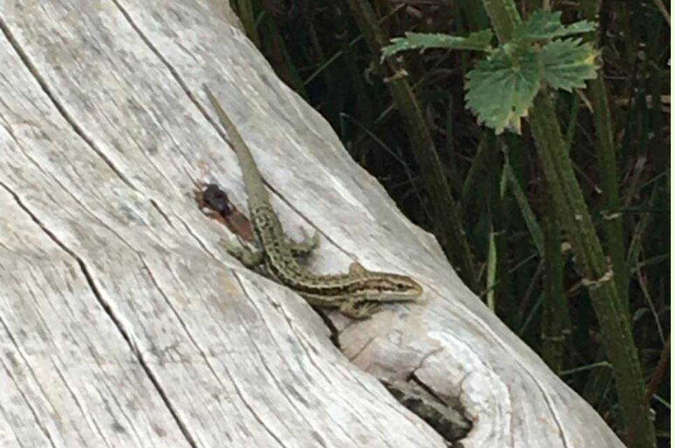 lizard