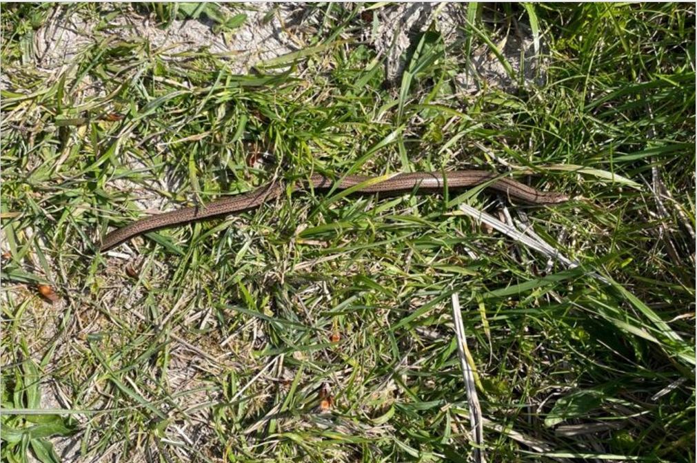 slowworm