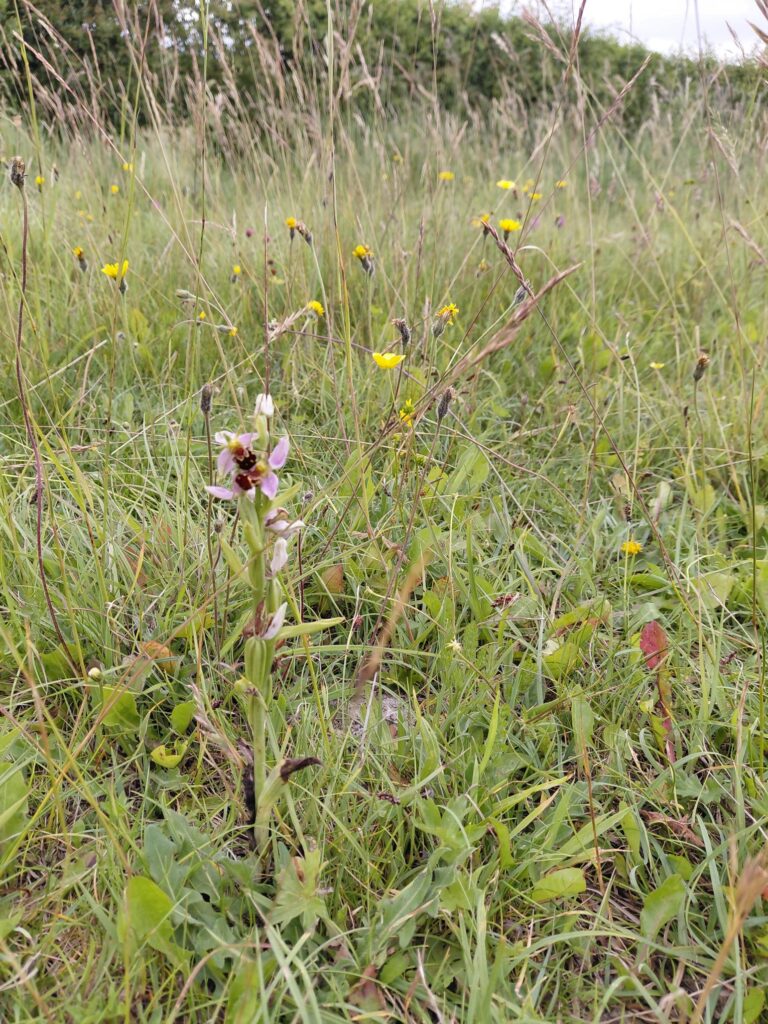 Update 06/08/2026 bee orchid