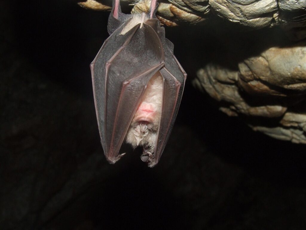 A Halloween Horror Story: The Bats of Home Farm bat, patkóskorrú, goat's hole, beech hg, cave, nature, bat, bat, bat, bat, bat
